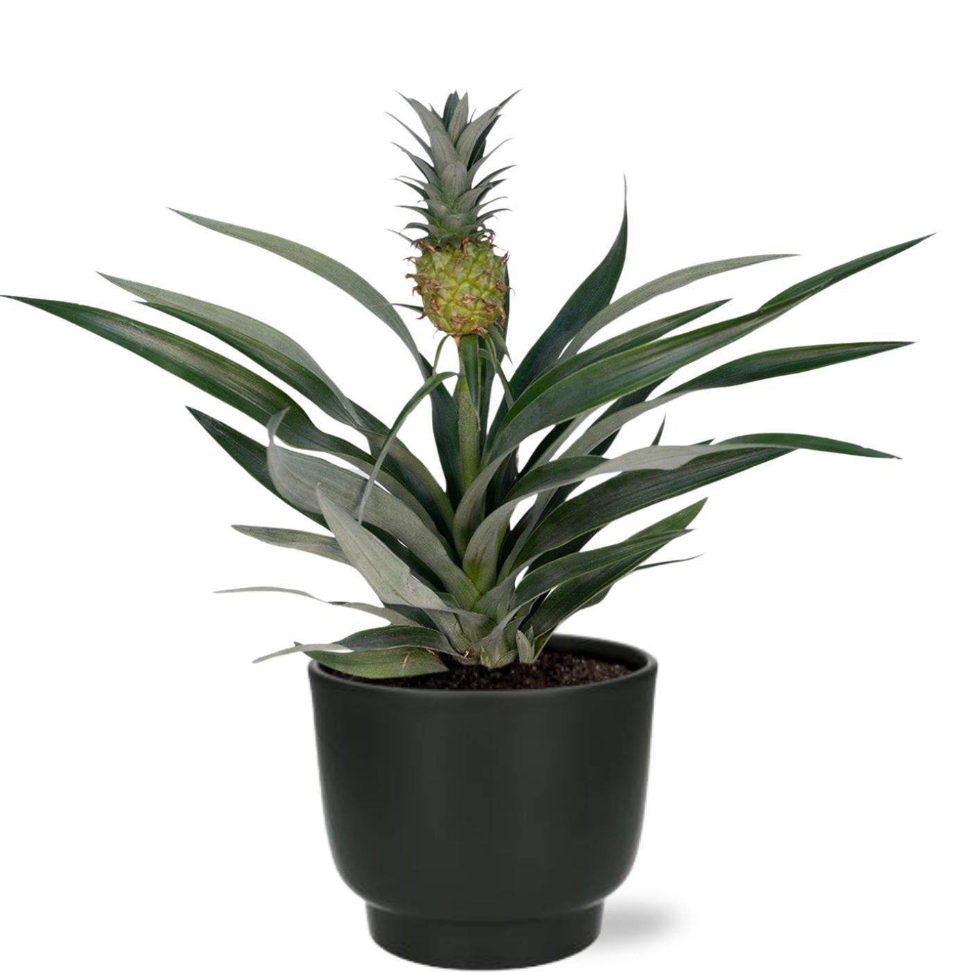 Bromelia Ananas Plant