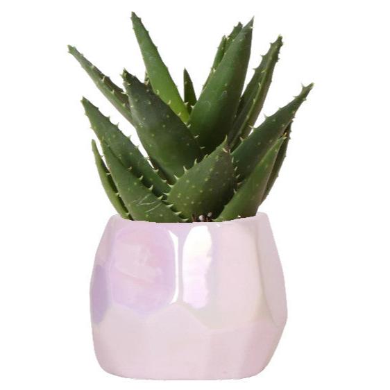 Succulent Aloë Brevifolia in roze pearl pot - potmaat Ø9cm