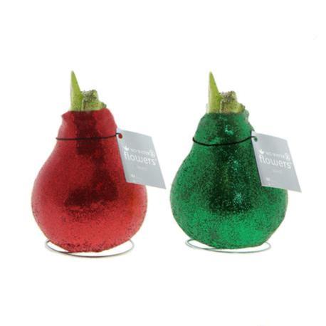 Groen Geluk & Rood Geluk - Plantjes zonder gedoe - Geen water nodig