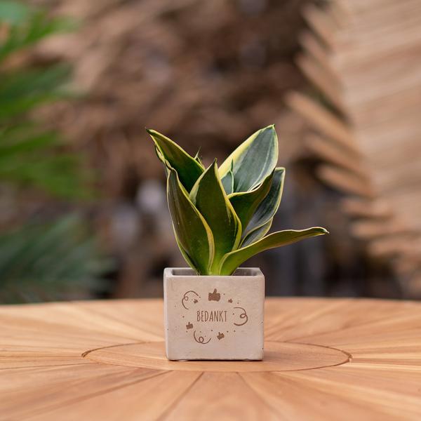 Plantpots met Sansevieria | Bedankt