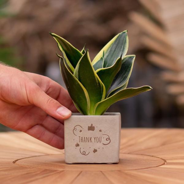 Plantpots met Sansevieria | Thank You
