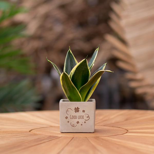 Plantpots met Sansevieria | Good Luck