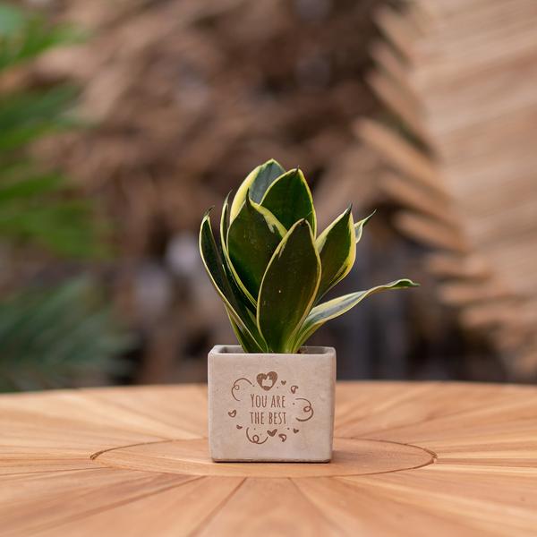Plantpots met Sansevieria | You Are The Best