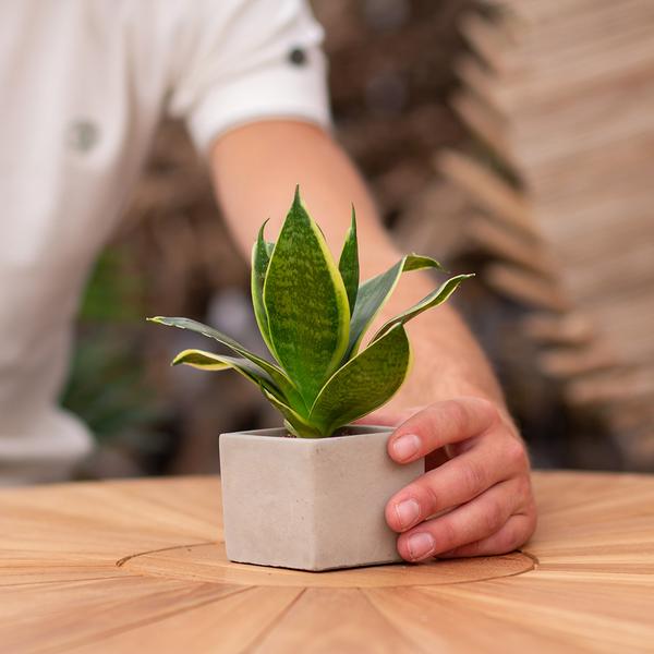 Plantpots met Sansevieria | Bedankt