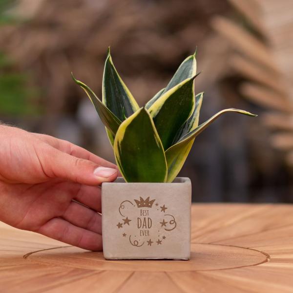 Plantpots met Sansevieria | Best Dad Ever