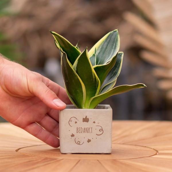Plantpots met Sansevieria | Bedankt