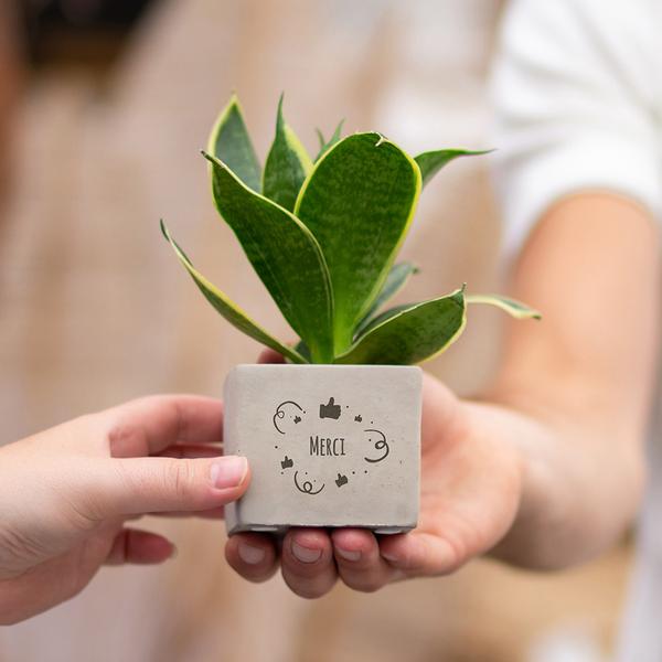 Plantpots met Sansevieria | Merci
