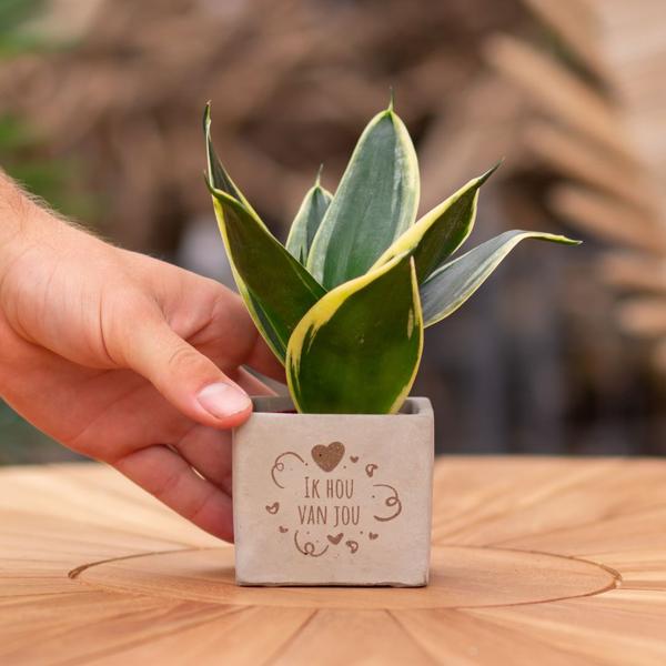 Plantpots met Sansevieria | Ik Hou Van Jou