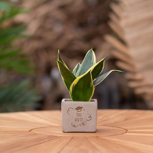 Plantpots met Sansevieria | You Did It