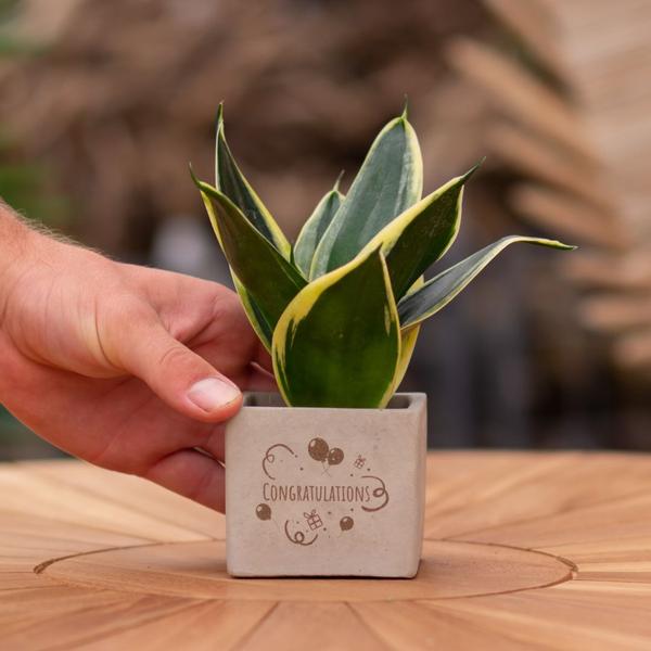 Plantpots met Sansevieria | Congratulations