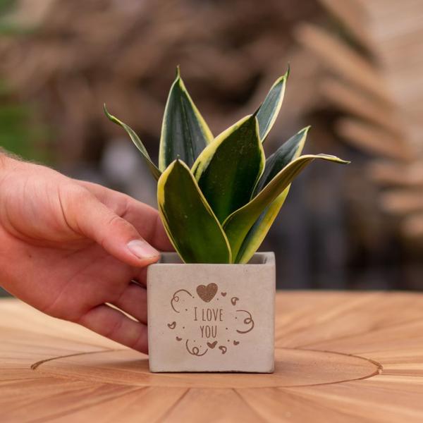 Plantpots met Sansevieria | I Love You