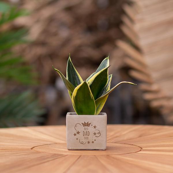 Plantpots met Sansevieria | Best Dad Ever