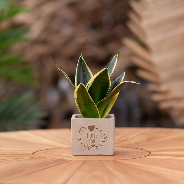 Plantpots met Sansevieria | I Love You