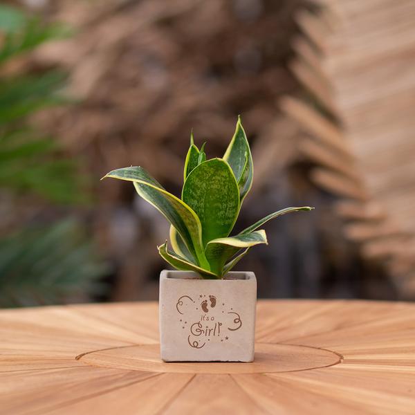 Plantpots met Sansevieria | It's a girl