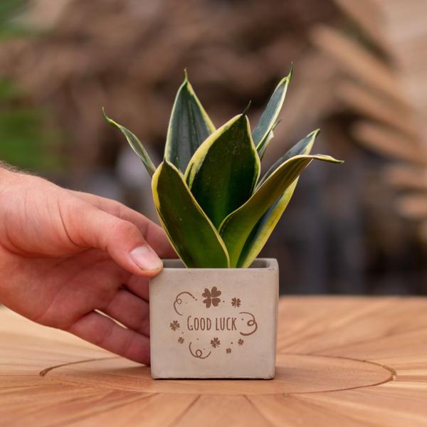 Plantpots met Sansevieria | Good Luck
