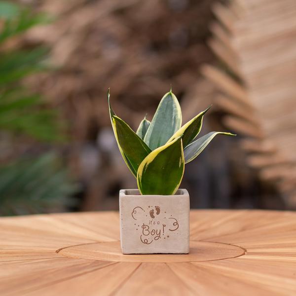 Plantpots met Sansevieria | It's a boy