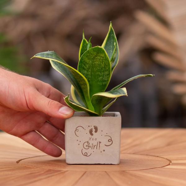 Plantpots met Sansevieria | It's a girl
