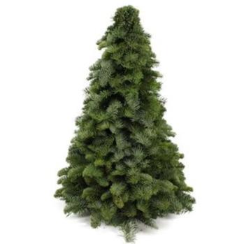 Nobilis Kerstboom - Diverse hoogtes