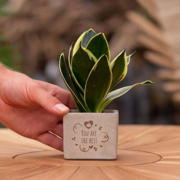 Plantpots met Sansevieria | You Are The Best