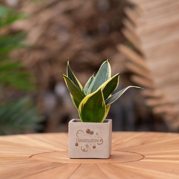 Plantpots met Sansevieria | Congratulations