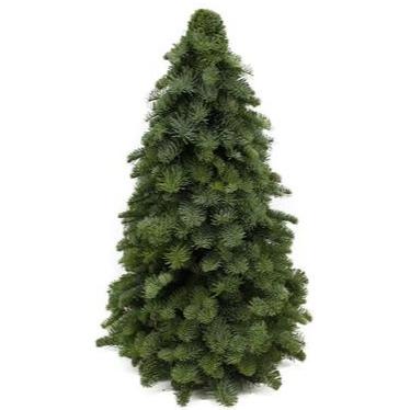Nobilis Kerstboom - Diverse hoogtes