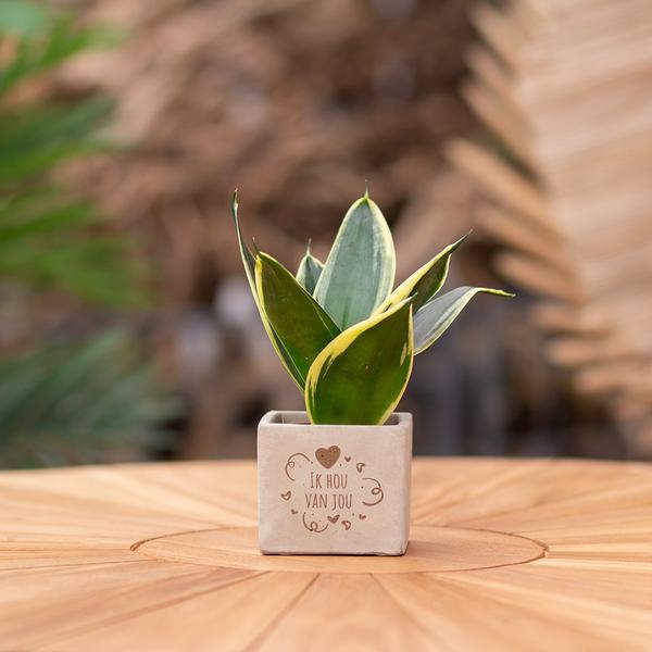 Plantpots met Sansevieria | Ik Hou Van Jou