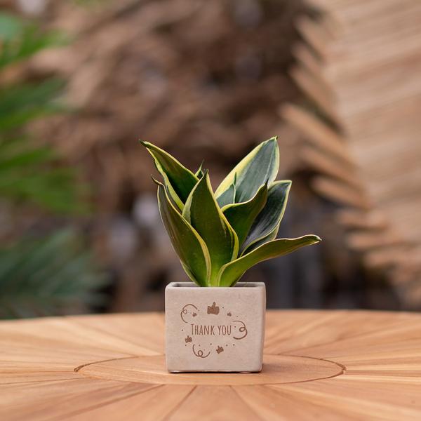 Plantpots met Sansevieria | Thank You