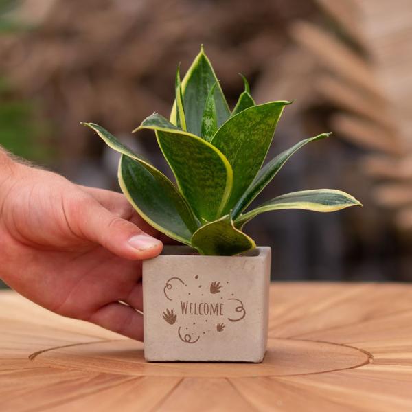 Plantpots met Sansevieria | Welcome