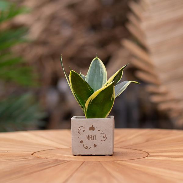 Plantpots met Sansevieria | Merci