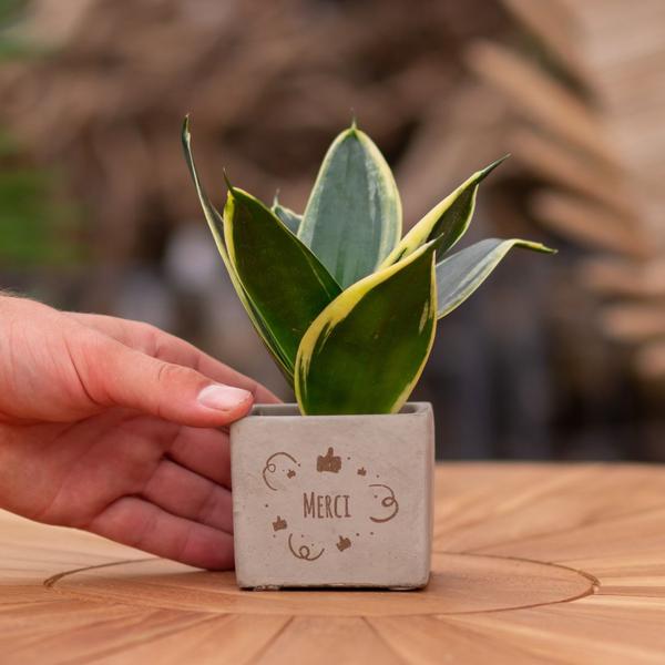 Plantpots met Sansevieria | Merci