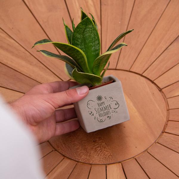 Plantpots met Sansevieria | Happy Summer Holidays