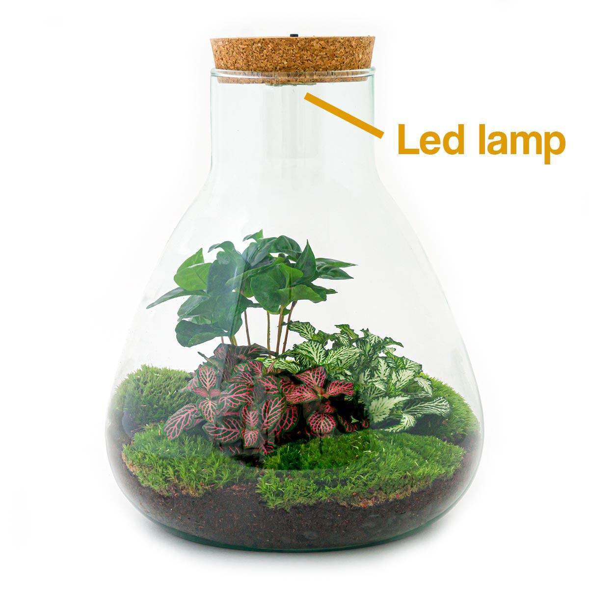 DIY terrarium - Sam Coffea met lamp - Hoogte ↕30cm