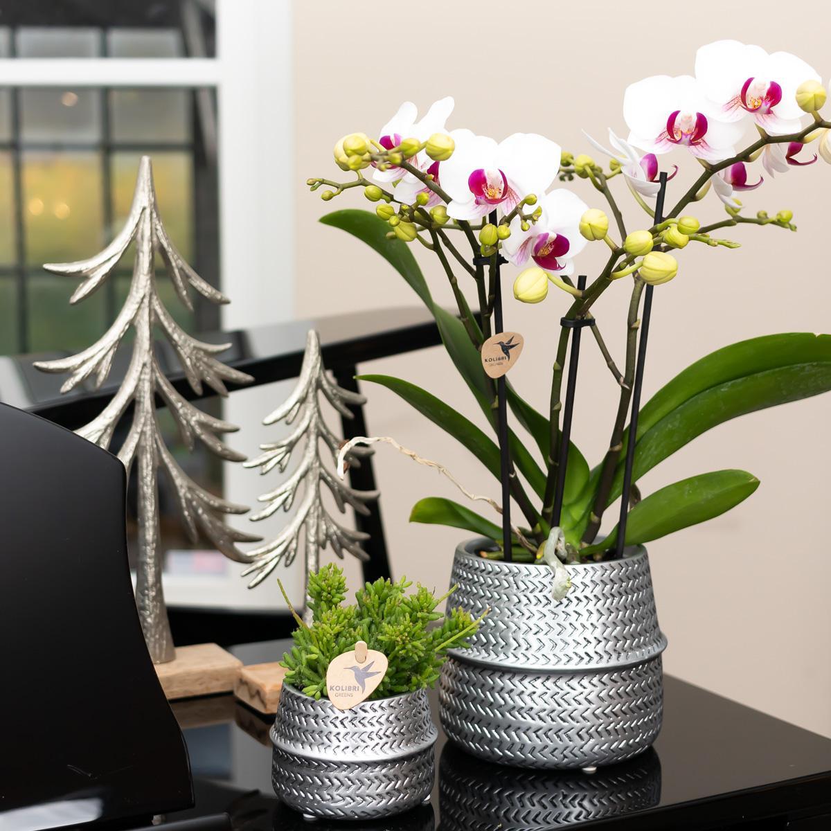 Affluent Charm Silver - Verschillende potmaten