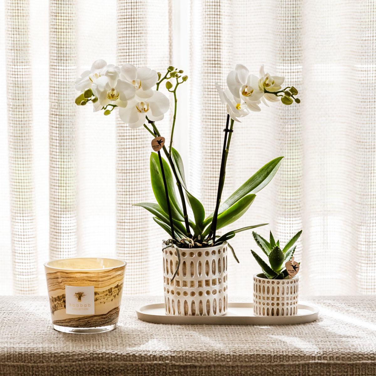 Plantenset - Le Chic - Klein
