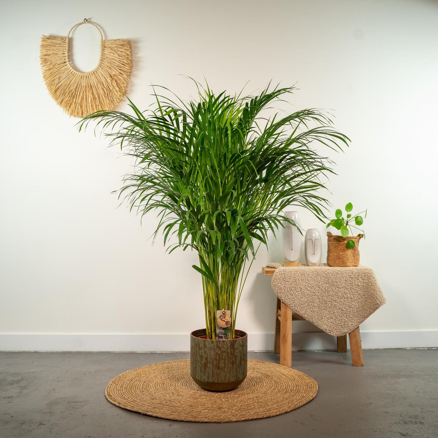 Areca palm - Potmaat Ø21cm - Hoogte ↕110cm