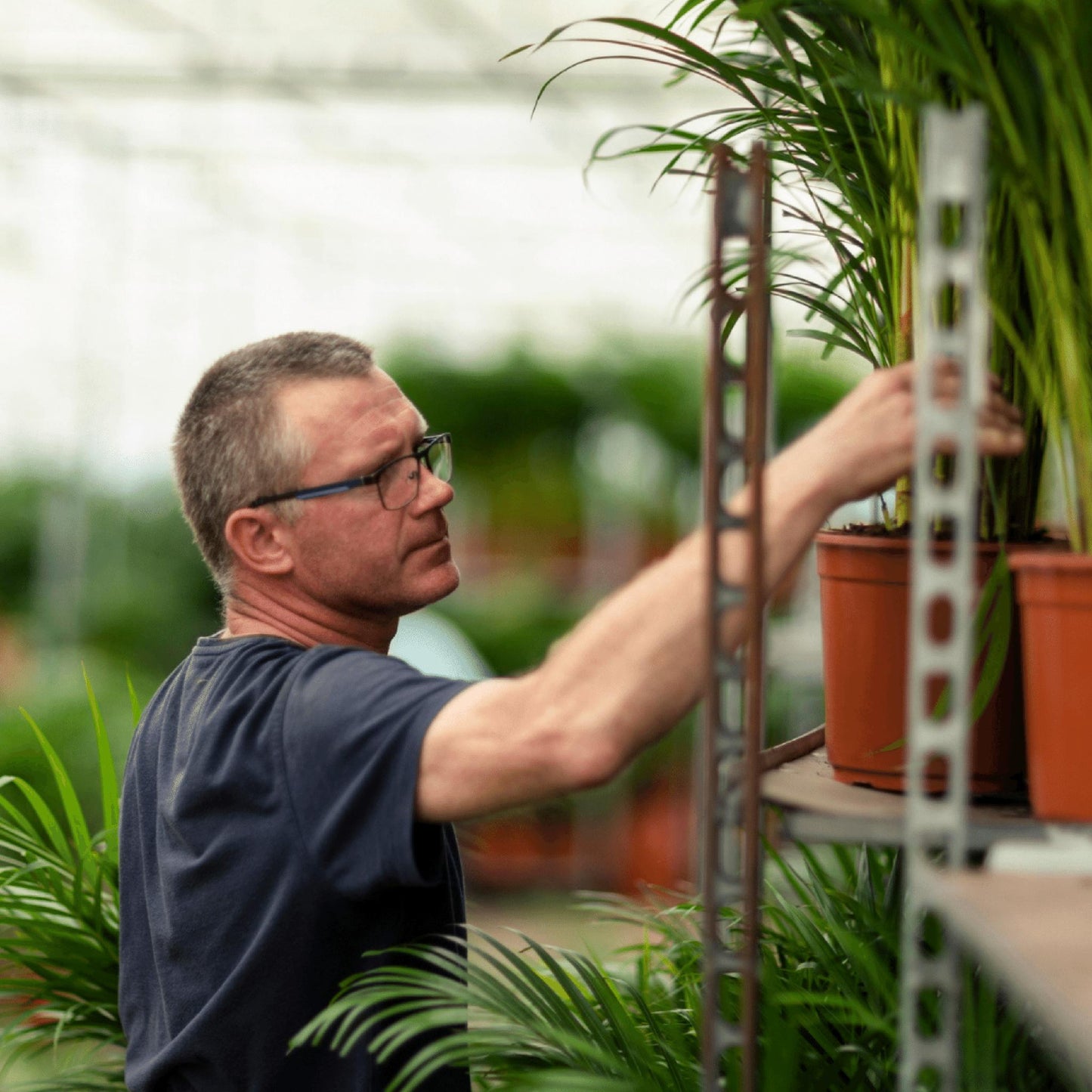 Areca palm - Potmaat Ø19cm - Hoogte ↕85cm