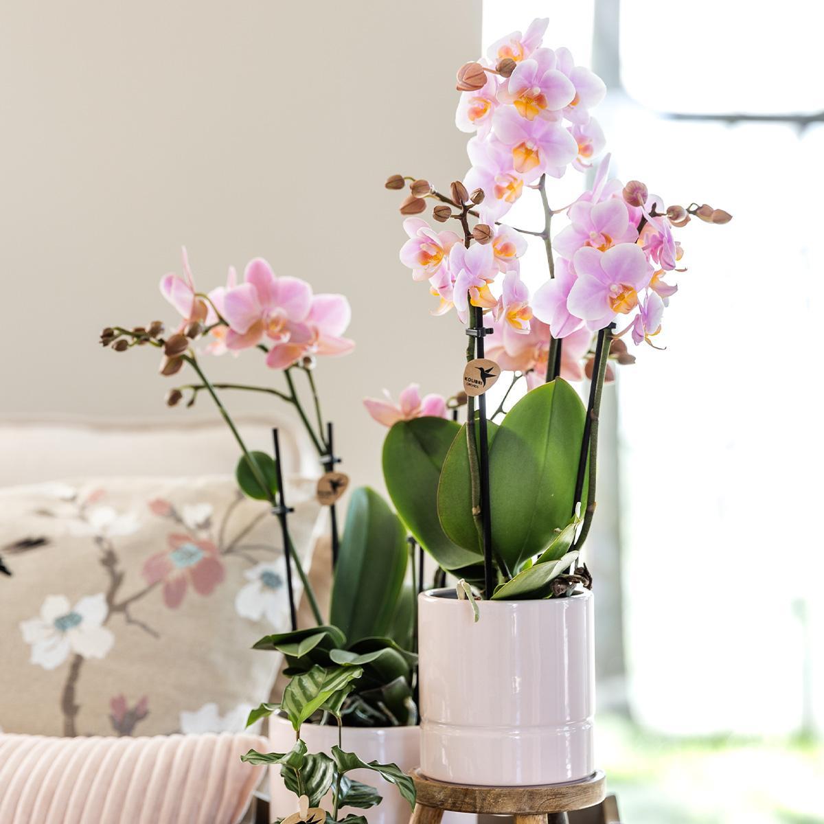 Pastel pot - Potmaat Ø9cm - Diverse kleuren