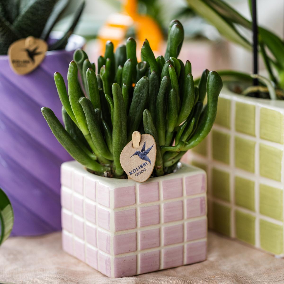 Succulent Crassula Hobbit - Potmaat Ø6cm - Vers van de kweker