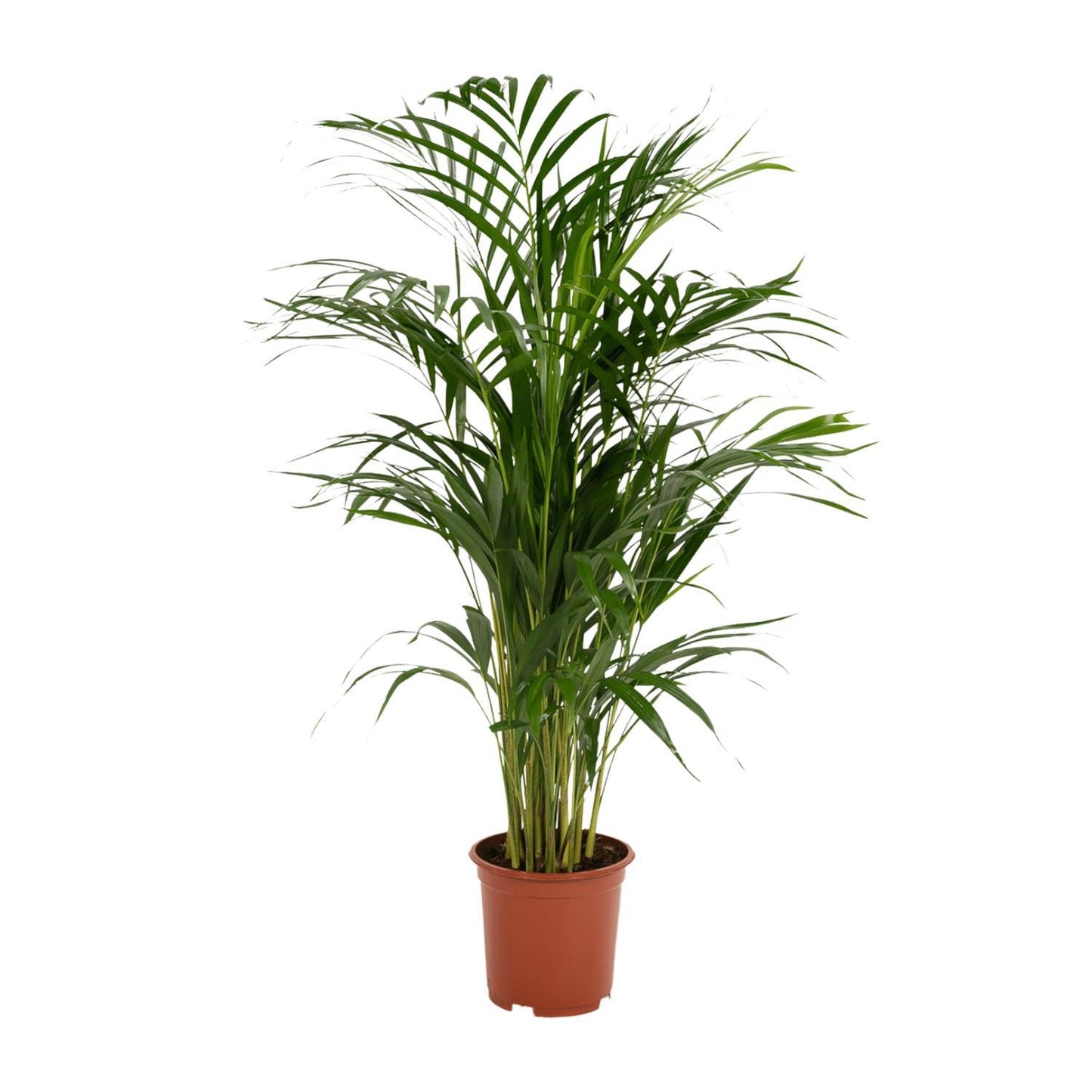 Areca palm - Potmaat Ø19cm - Hoogte ↕85cm