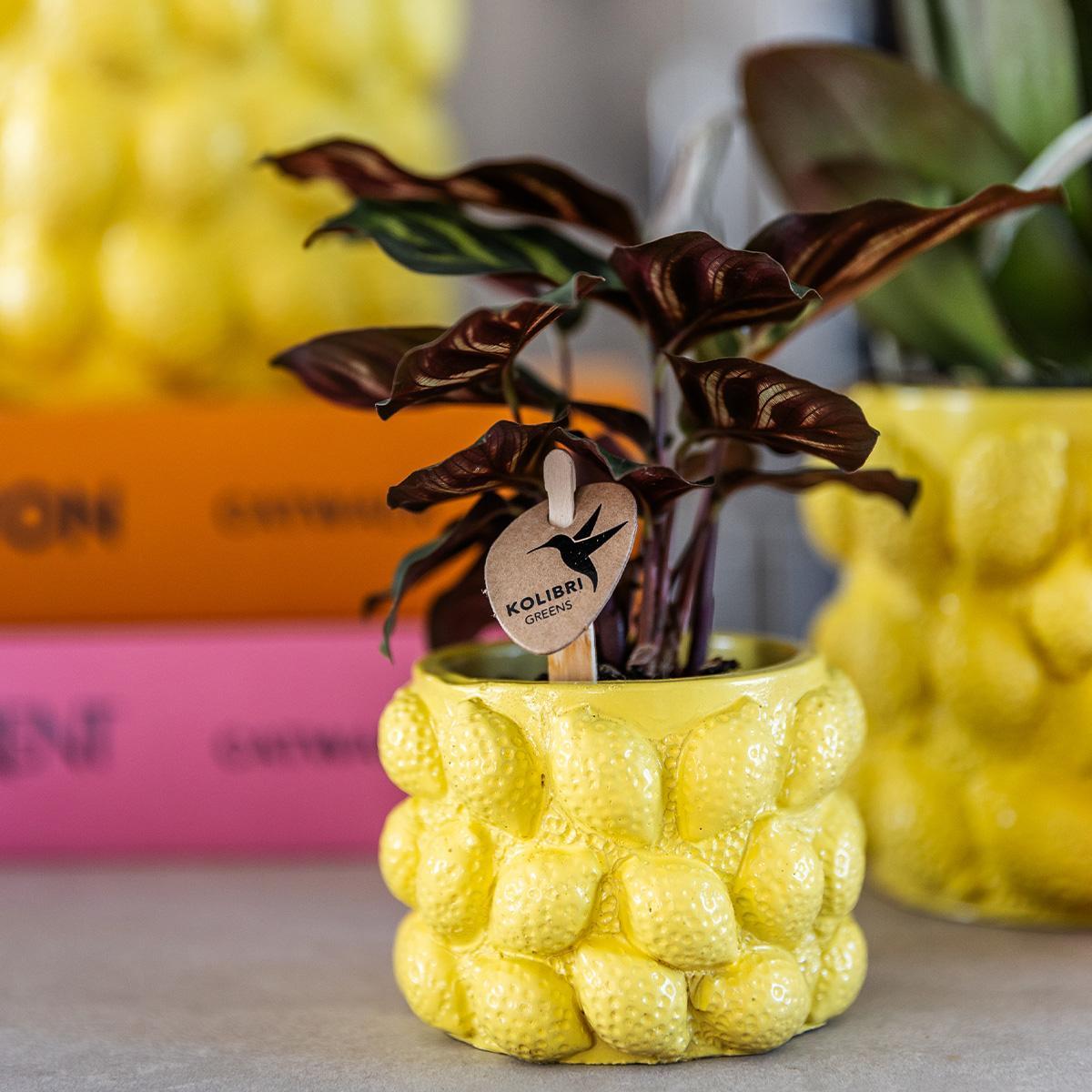 Citrus pot yellow - De gele citroen pot - Verschillende potmaten