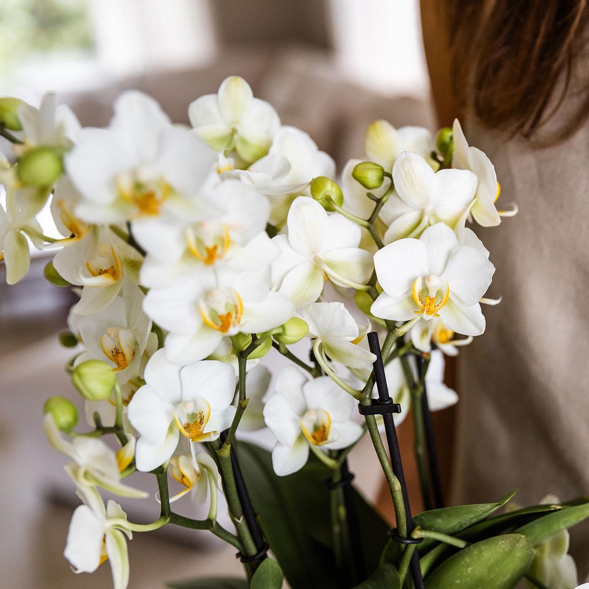 Witte Phalaenopsis Orchidee - Lausanne - Potmaat Ø12cm - Vers Van De Kweker
