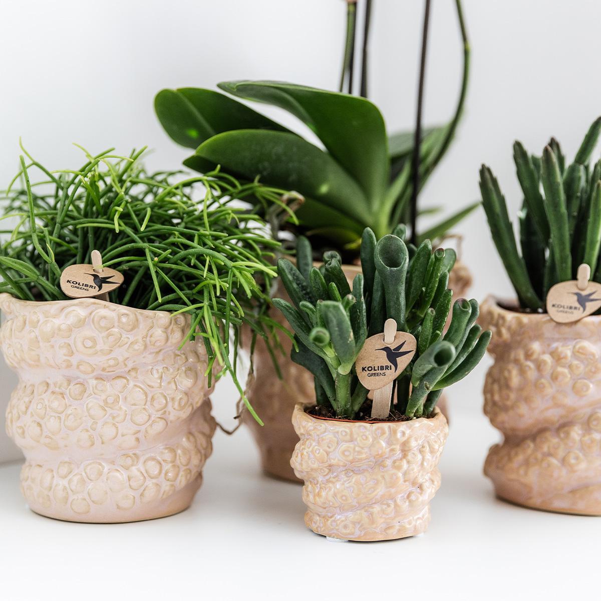Octopus pot - Diverse potmaten
