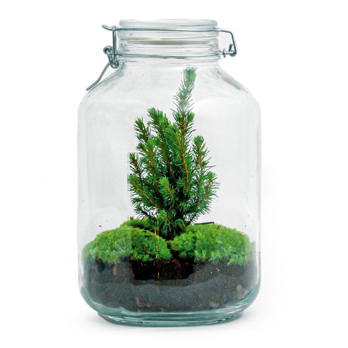 DIY terrarium - Kerstmis - Hoogte ↕28cm
