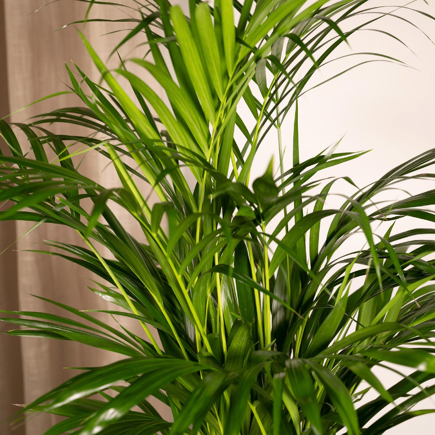 Areca palm - Potmaat Ø19cm - Hoogte ↕85cm