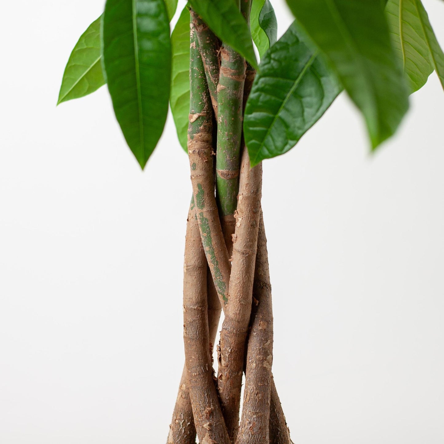 Geldboom - Pachira Aquatica met Mand Lissabon - Potmaat Ø21 - Hoogte ↕80cm