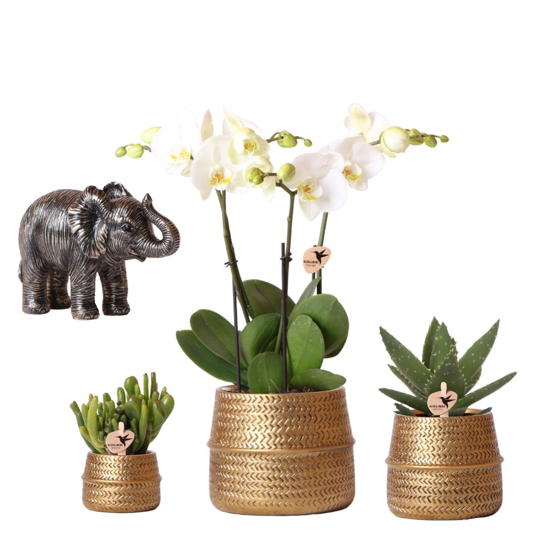 Giftset Golden Safari