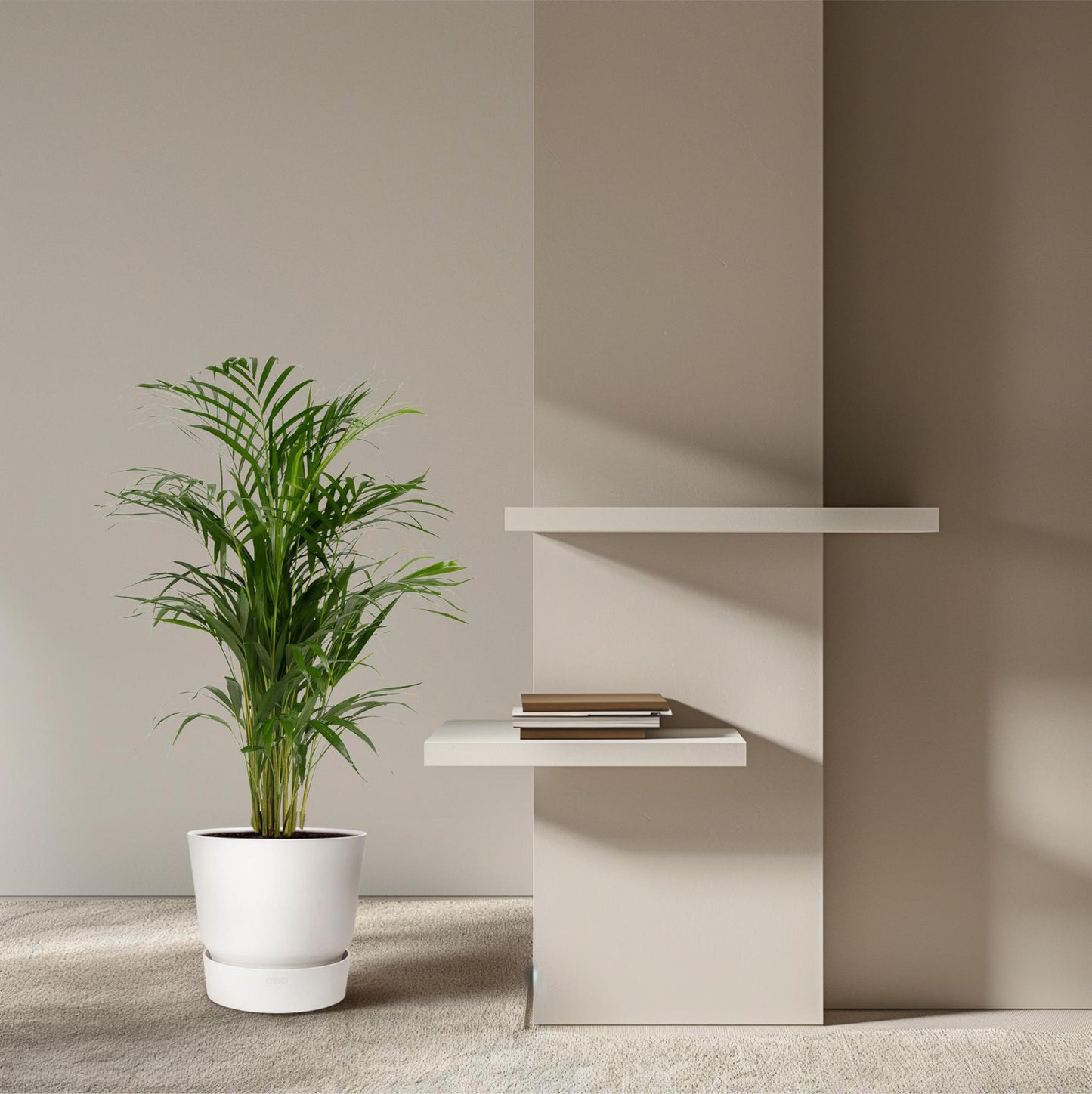 Areca palm - Potmaat Ø19cm - Hoogte ↕85cm