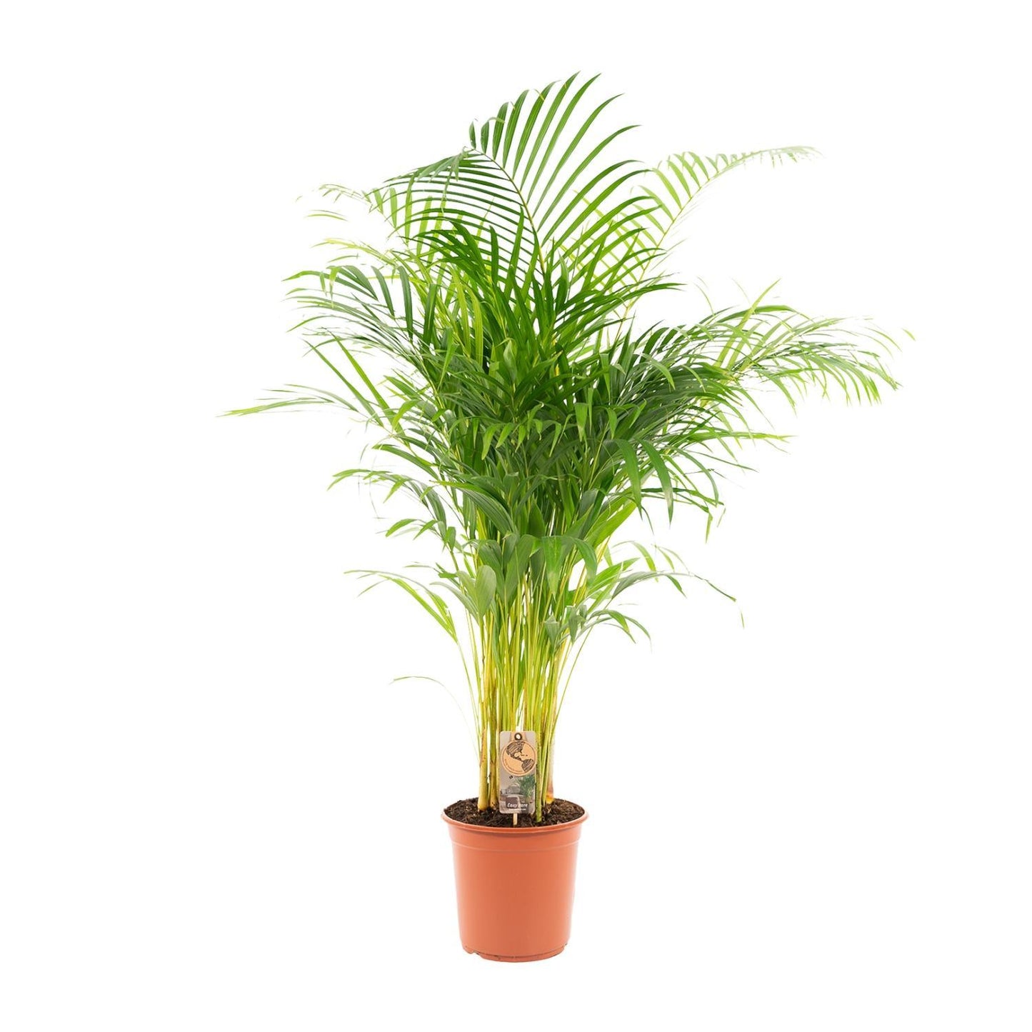 Areca palm - Potmaat Ø24cm - Hoogte ↕130cm