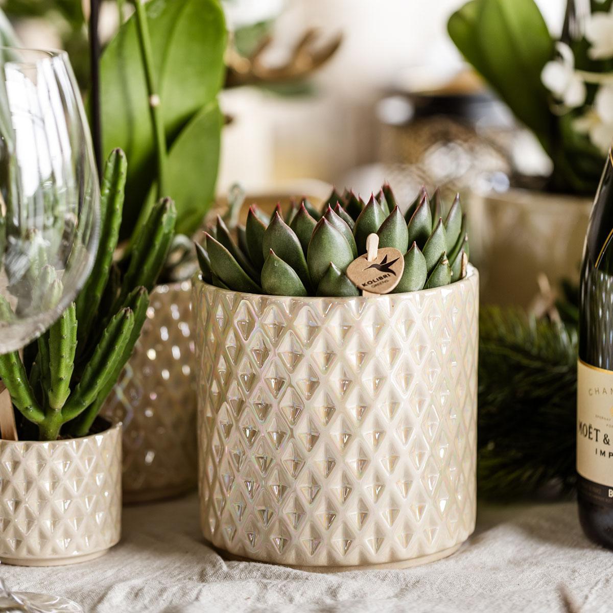 Glanzende Luxe - Set met Planten en Sierpotten - Potmaten Ø9cm & Ø6cm - Vers van de Kweker