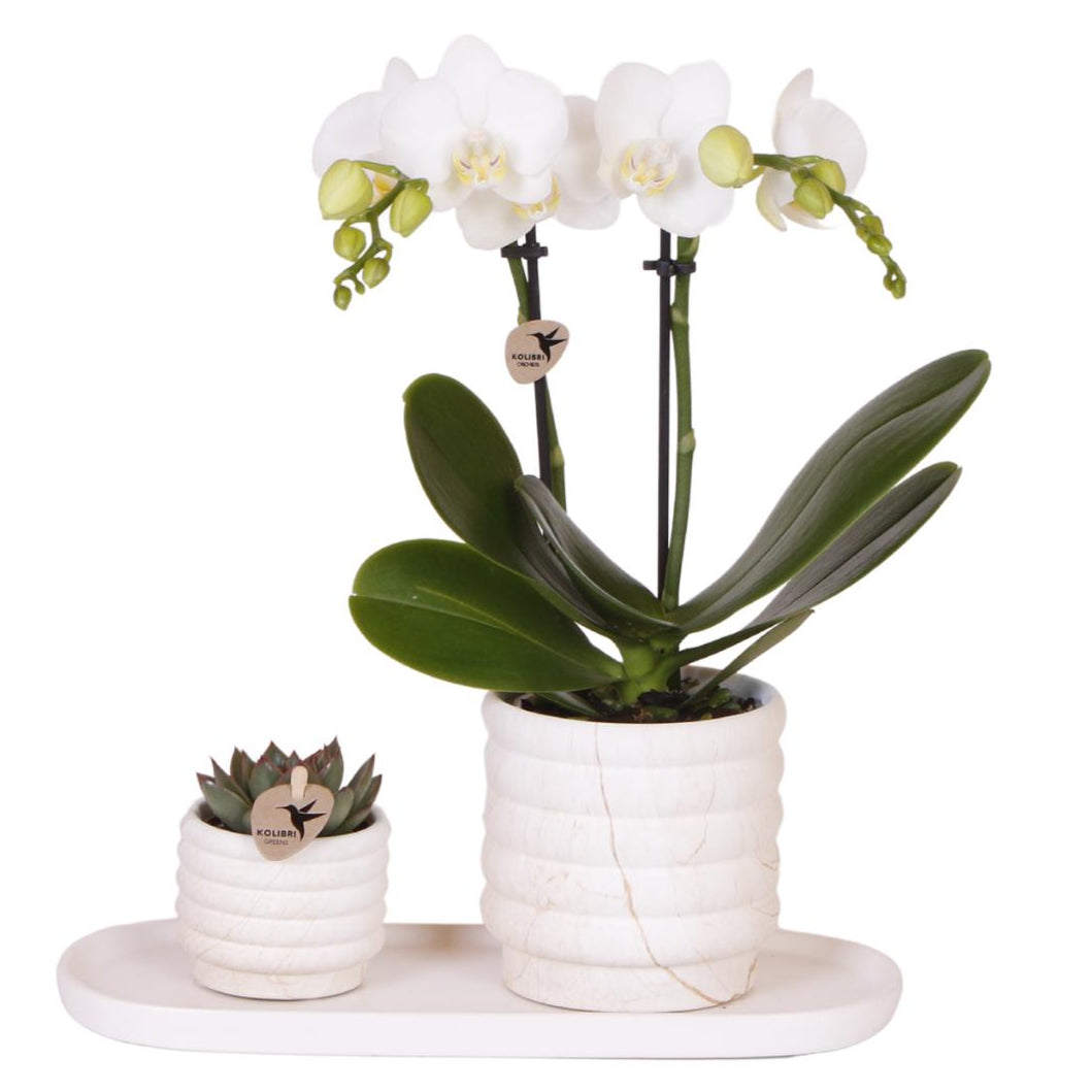 Plantenset - Slow Living - Small